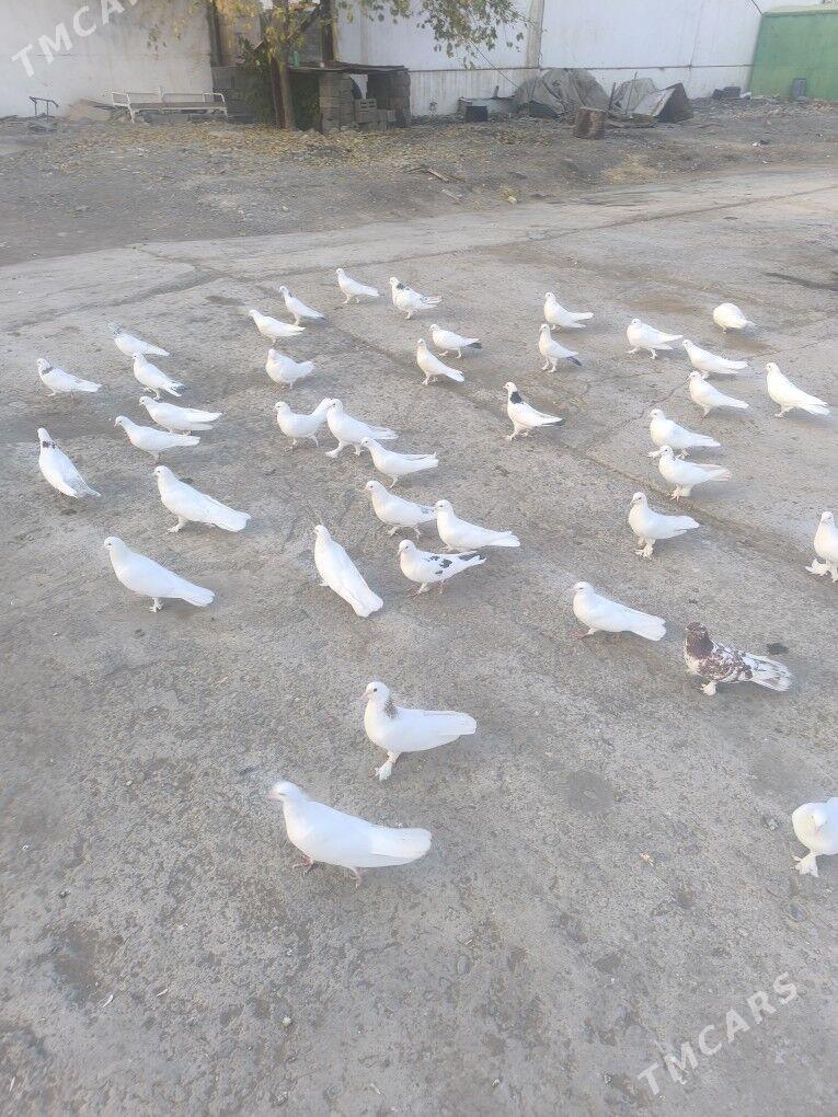 ️Kepderi️ Голуби️ - Büzmeýin - img 6
