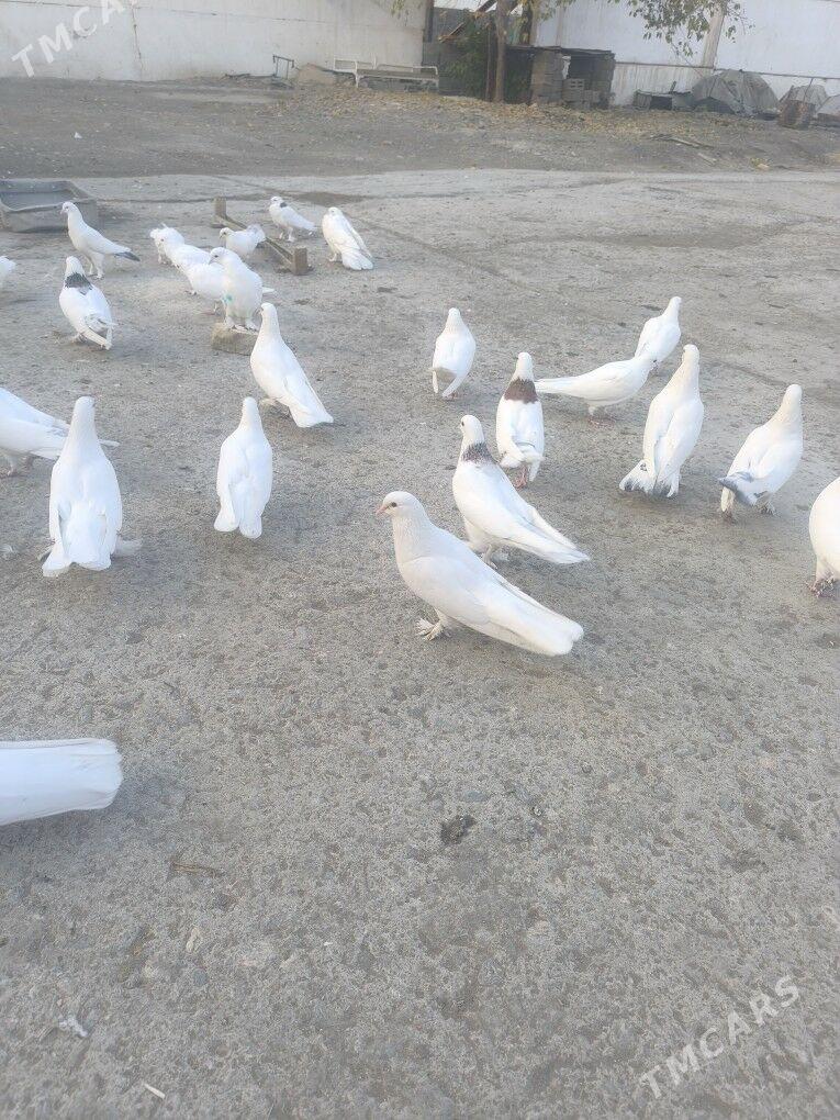 ️Kepderi️ Голуби️ - Büzmeýin - img 3