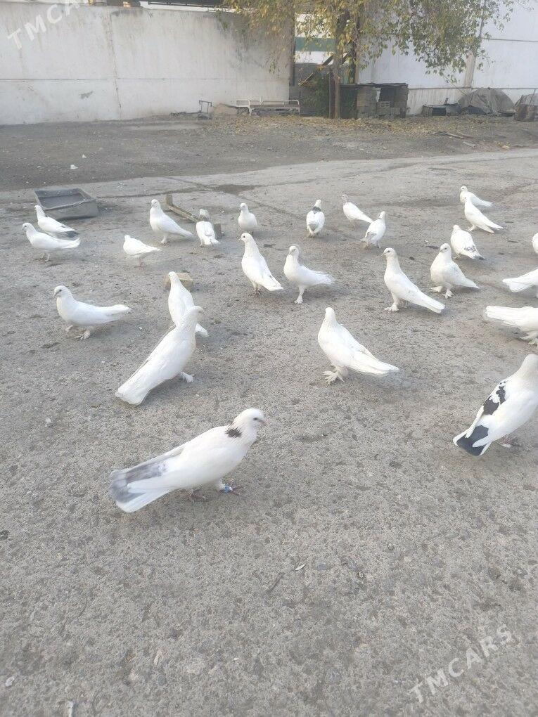 ️Kepderi️ Голуби️ - Büzmeýin - img 2