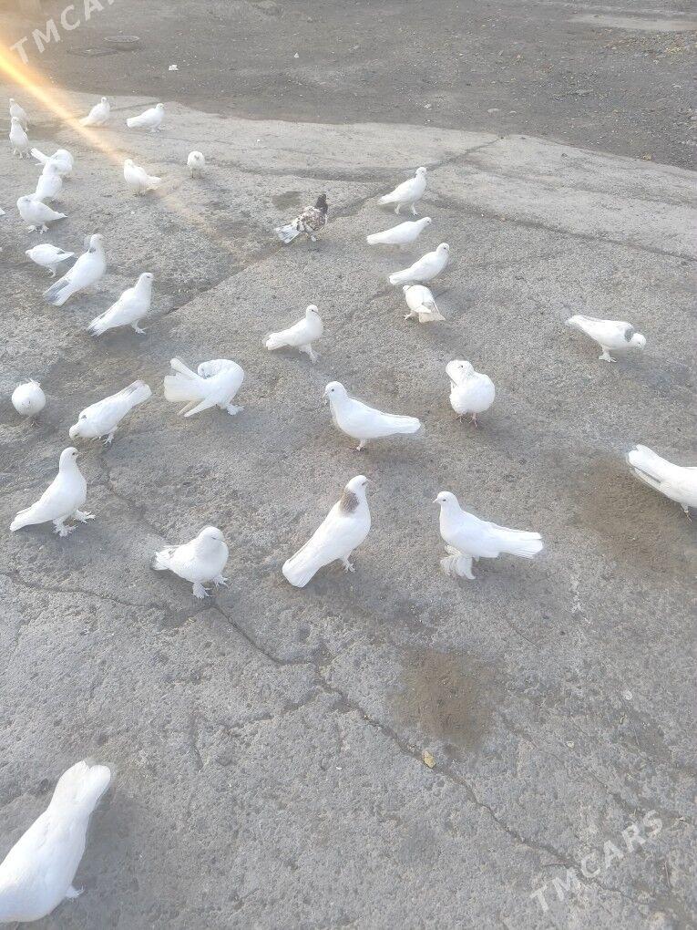 ️Kepderi️ Голуби️ - Büzmeýin - img 8