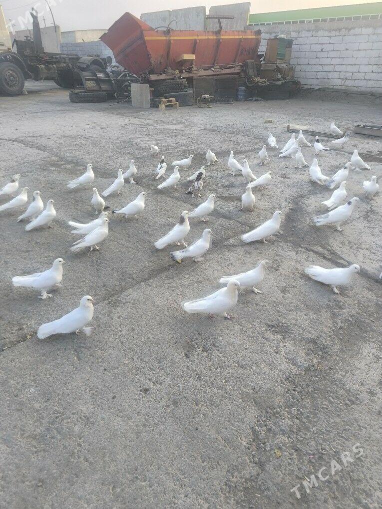 ️Kepderi️ Голуби️ - Büzmeýin - img 7