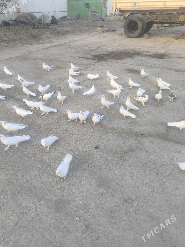 ️Kepderi️ Голуби️ - Büzmeýin - img 9