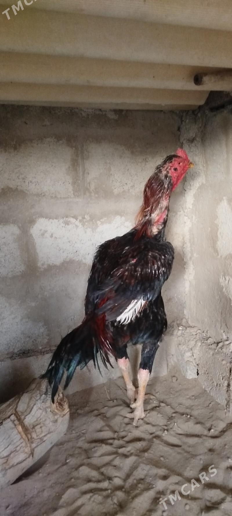 bayes horoz - Jebel - img 2