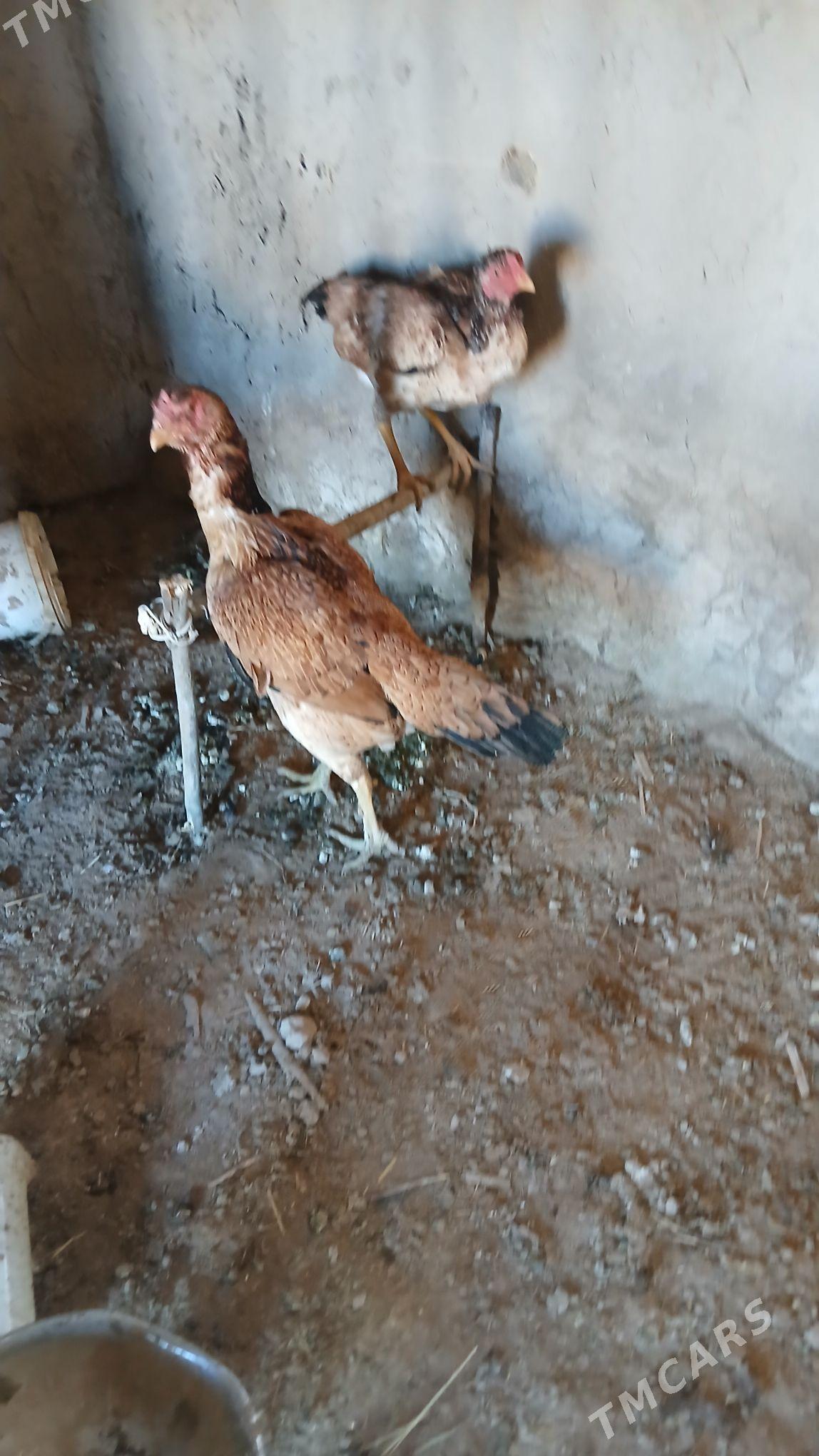 towuk - Akdepe - img 2