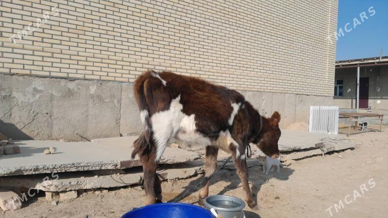 Galişteyin Göle - Gyzylarbat - img 2