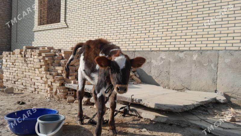 Galişteyin Göle - Gyzylarbat - img 3