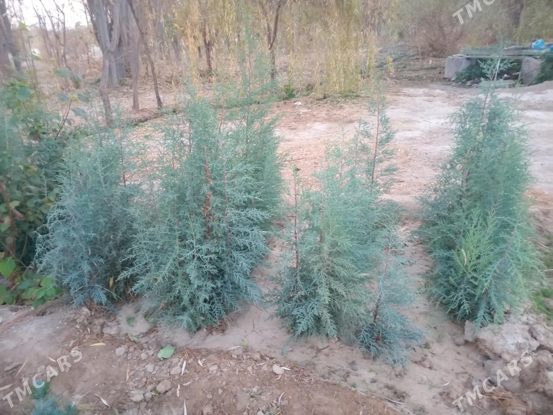 Arizonski Kiparis - Daşoguz - img 2