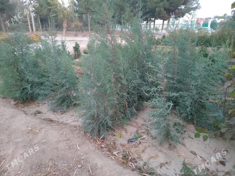 Arizonski Kiparis - Daşoguz - img 3