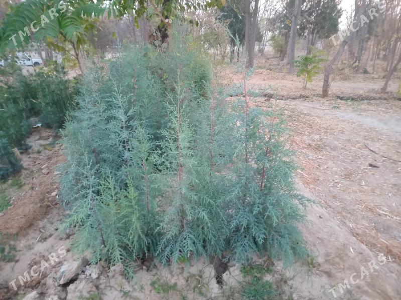 Arizonski Kiparis - Daşoguz - img 1