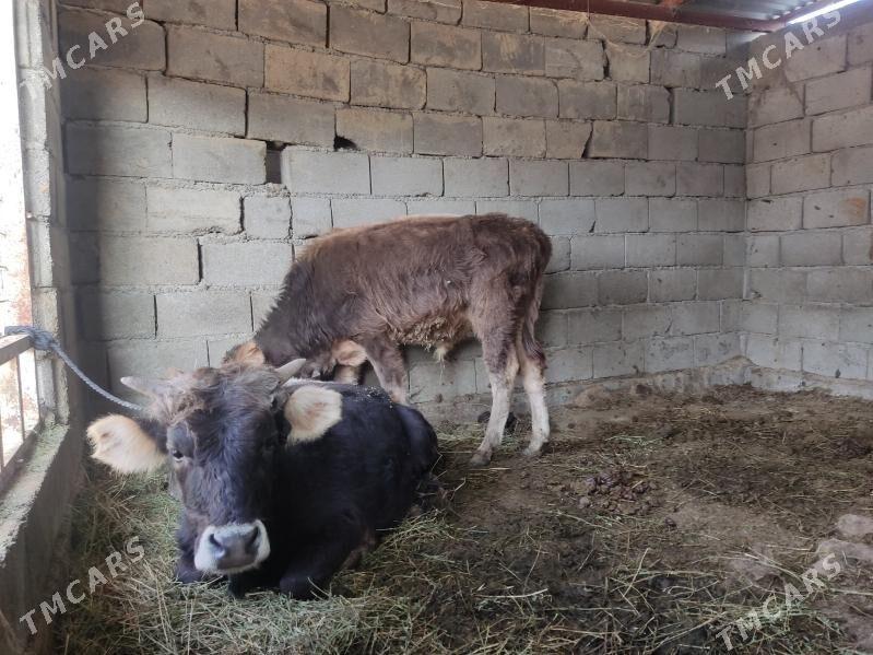 okuz - Гёкдепе - img 2