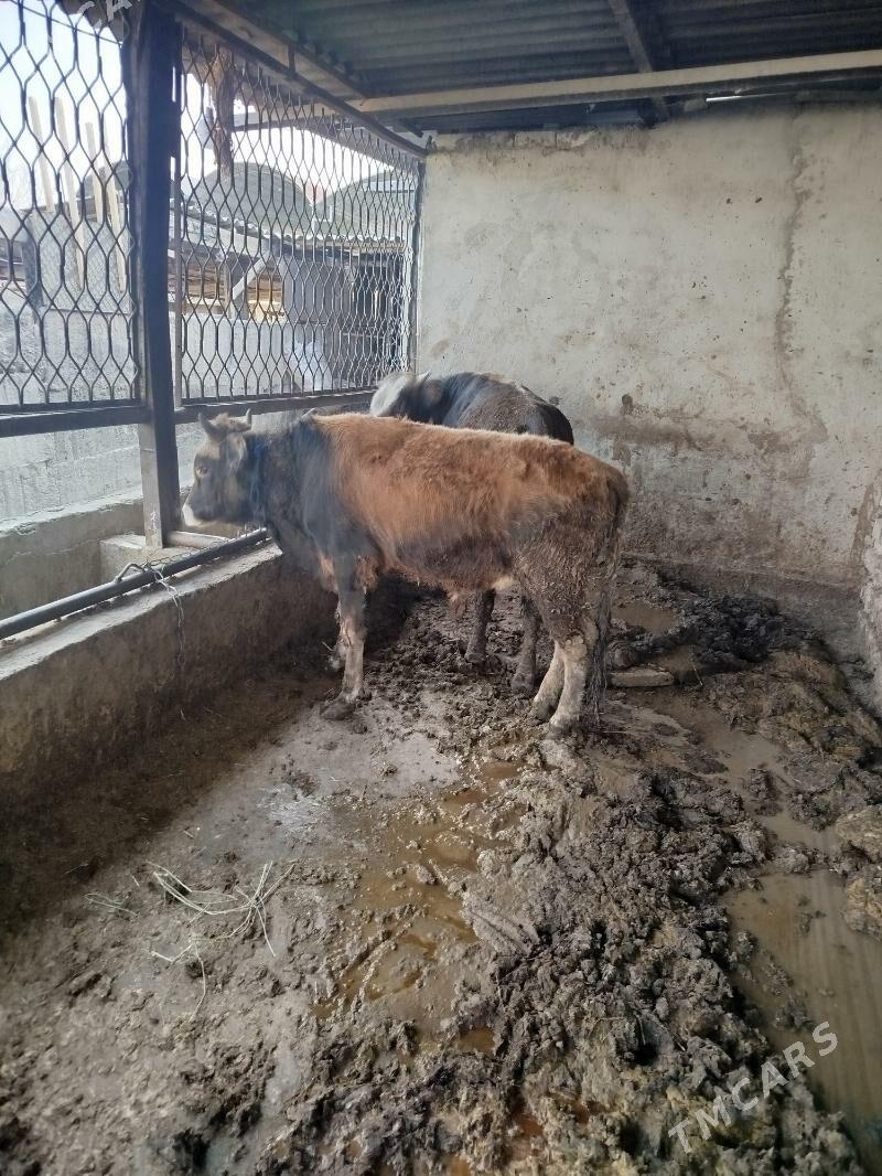 okuz 3 sany - Aşgabat - img 6