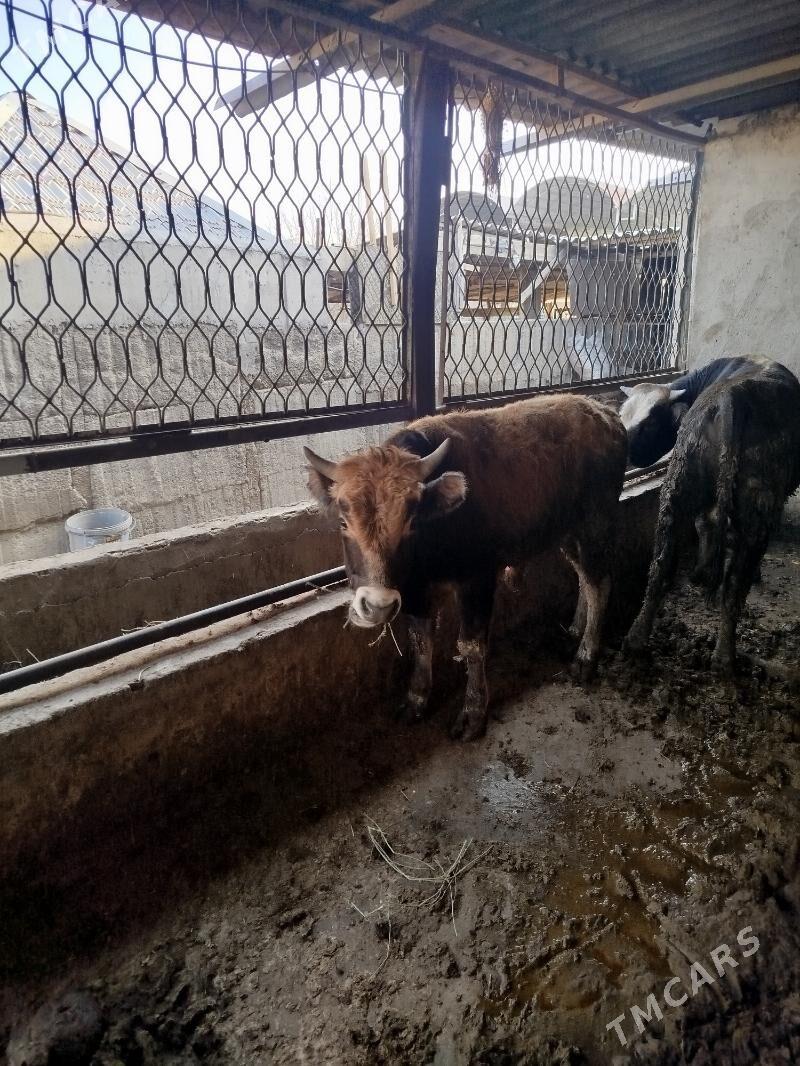 okuz 3 sany - Aşgabat - img 5