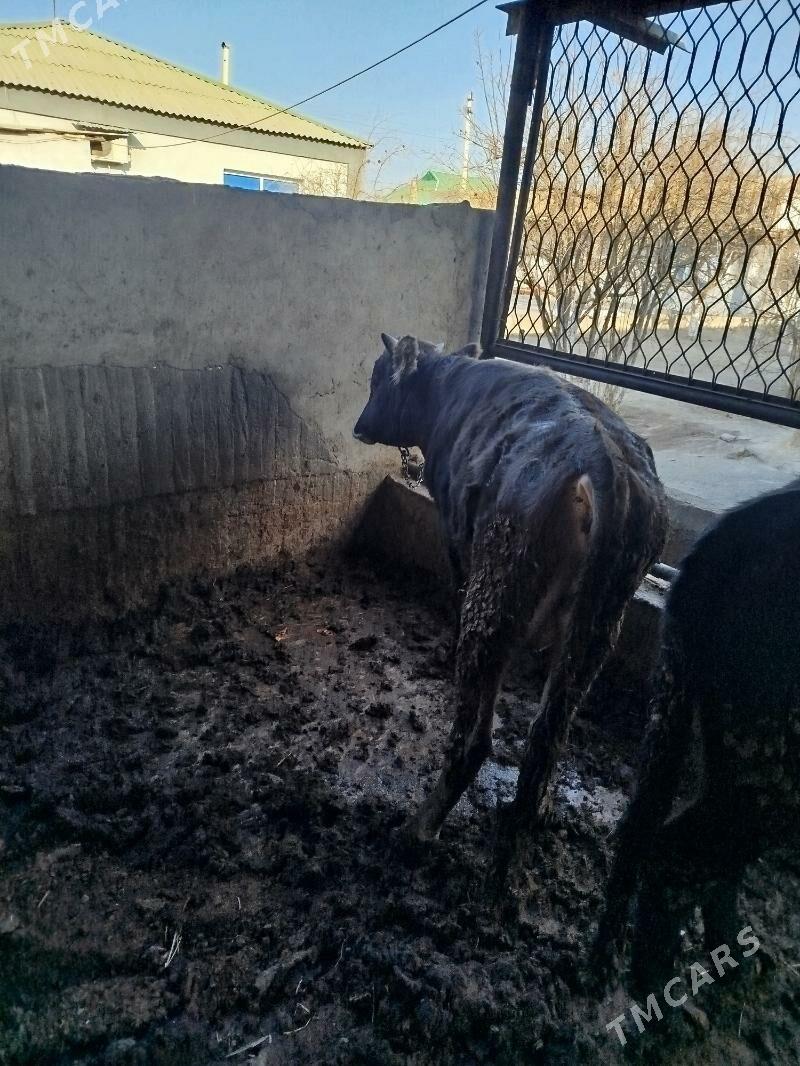 okuz 3 sany - Aşgabat - img 2