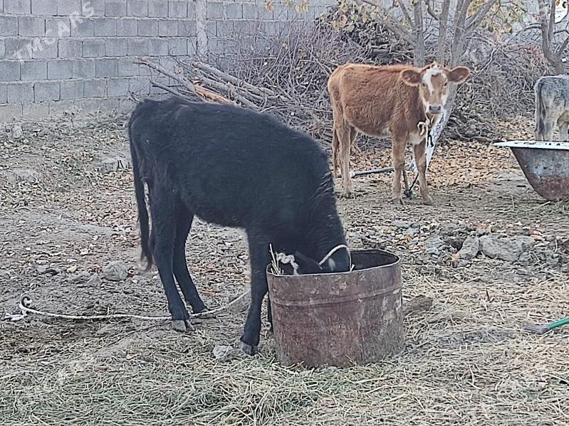 2 tuwe - Gökdepe - img 2