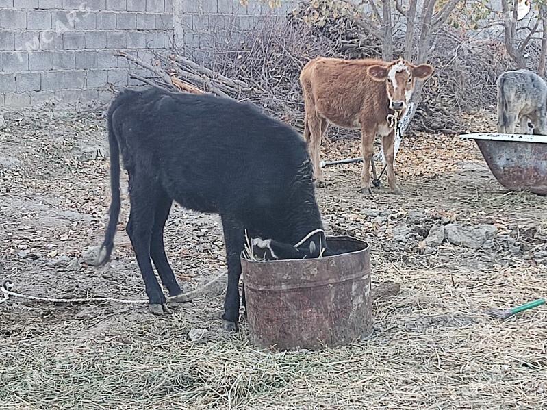 2 tuwe - Gökdepe - img 3