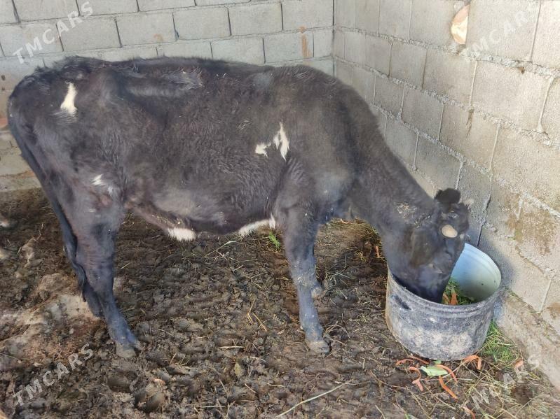 tohum tuwe - Гёкдепе - img 3