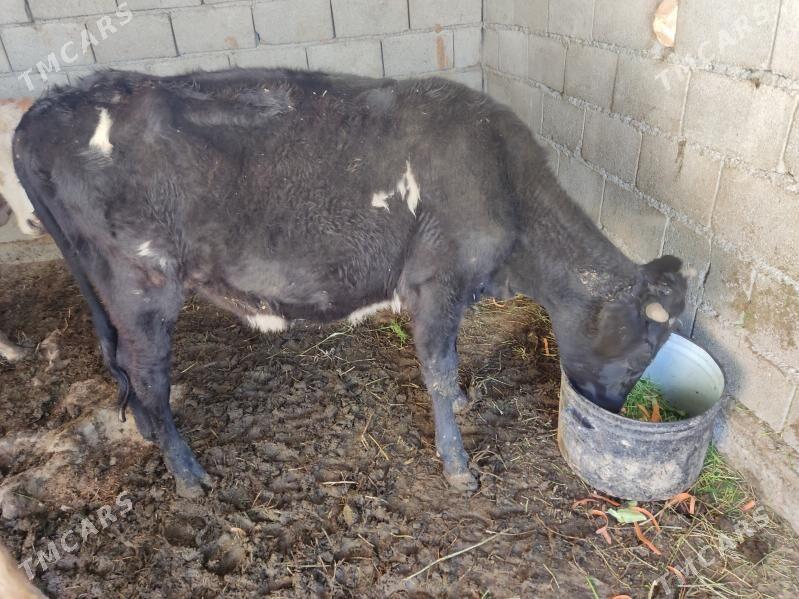 tohum tuwe - Гёкдепе - img 4