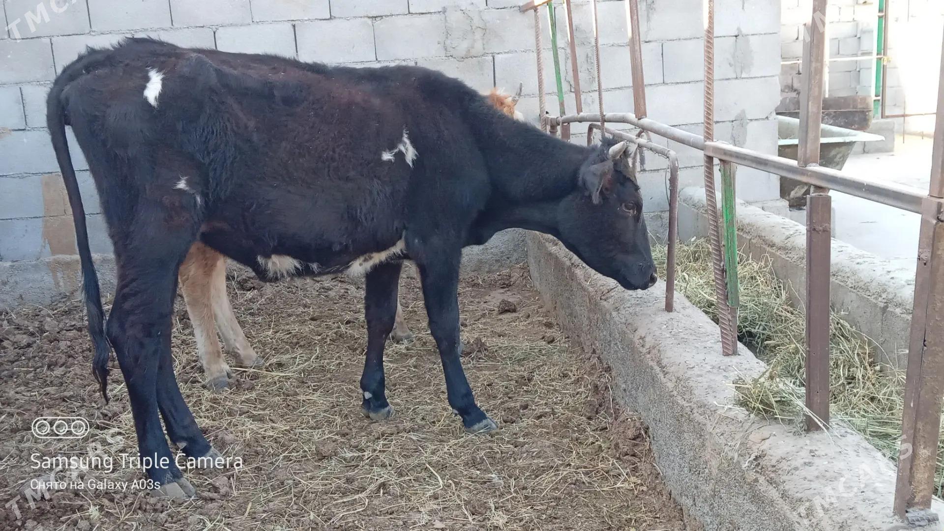 tohum tuwe - Гёкдепе - img 7