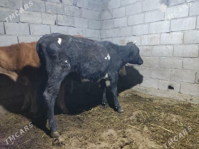 tohum tuwe - Гёкдепе - img 5