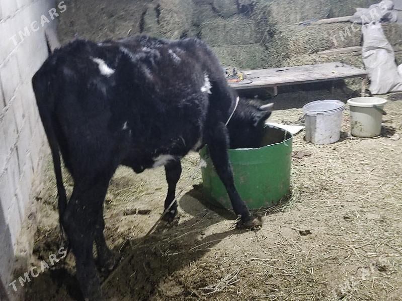 tohum tuwe - Гёкдепе - img 2