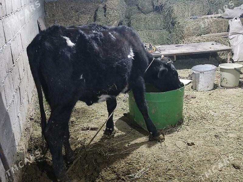 tohum tuwe - Гёкдепе - img 1