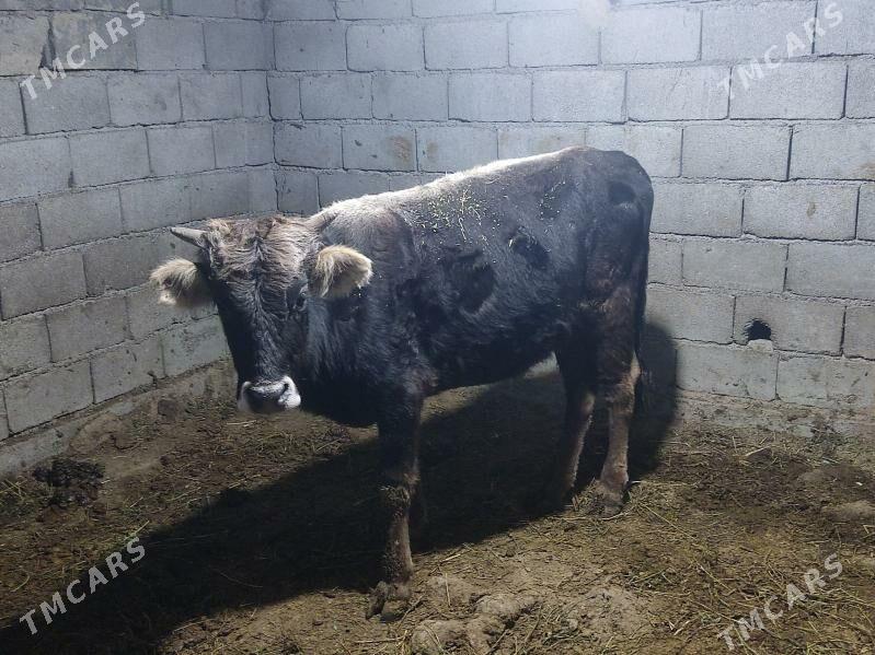 okuz - Gökdepe - img 1