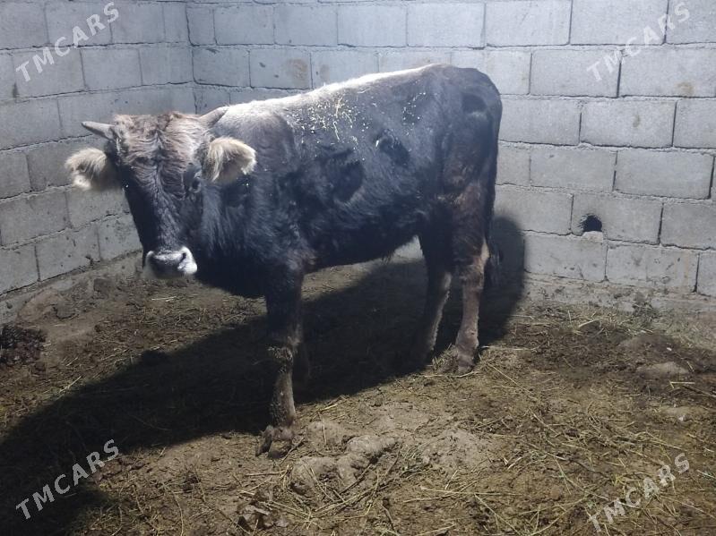 okuz - Gökdepe - img 2