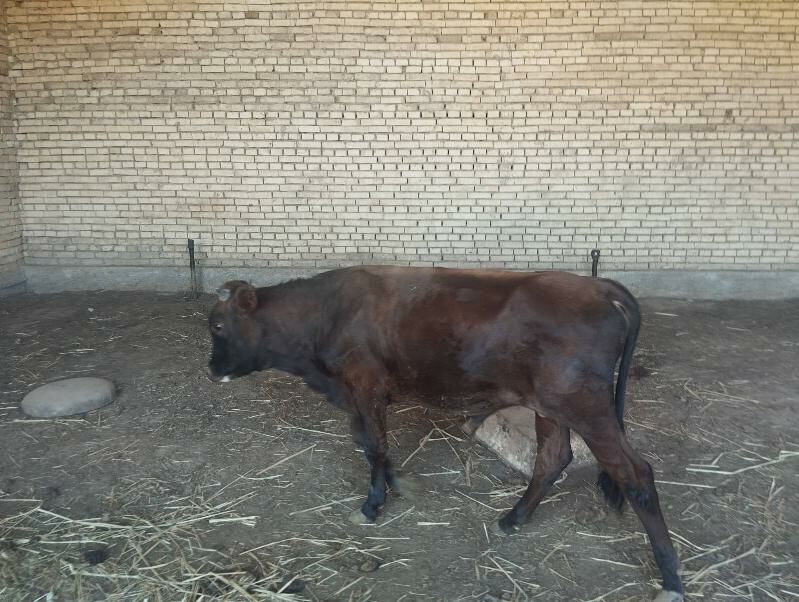 Goleli sygyr - Mary - img 3