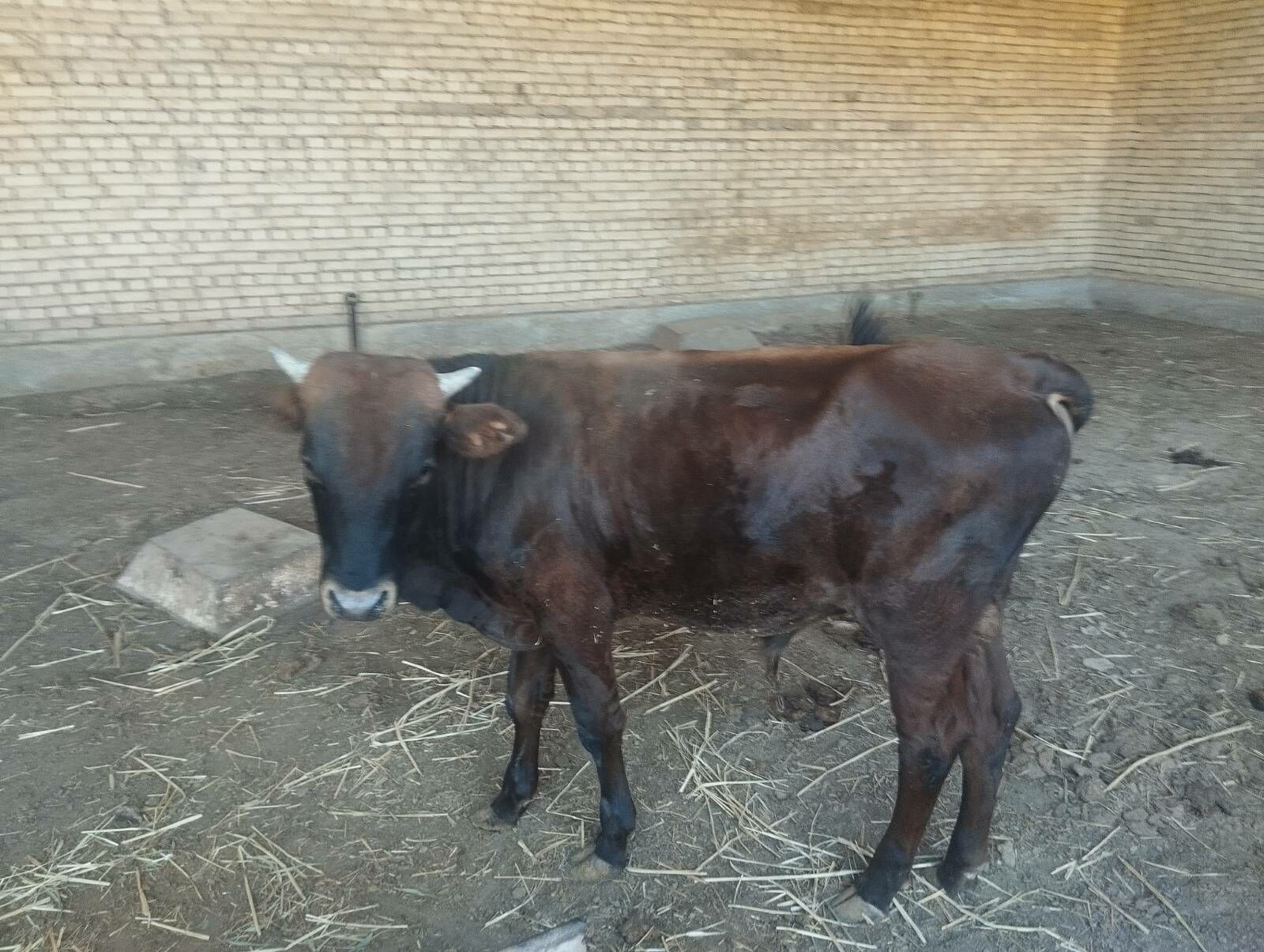 Goleli sygyr - Mary - img 2