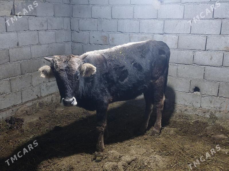 okuz - Gökdepe - img 3