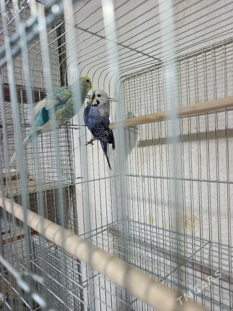 Papugaý Çeh - Ашхабад - img 2