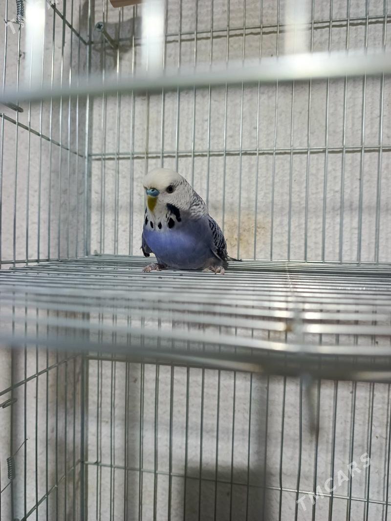 Papugaý Çeh - Ашхабад - img 3