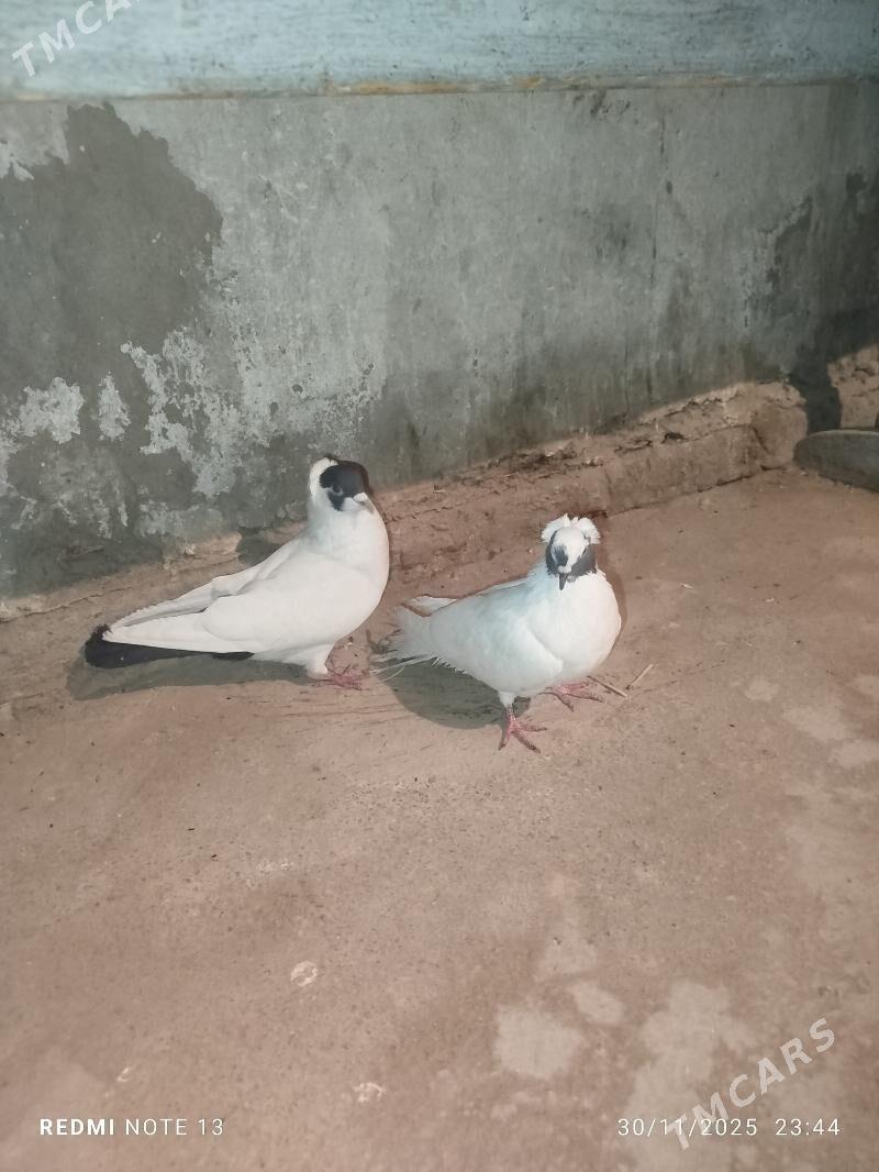 Kelderi - Baýramaly - img 6