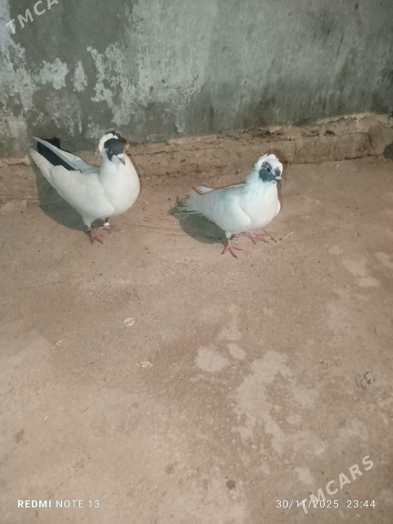 Kelderi - Baýramaly - img 5