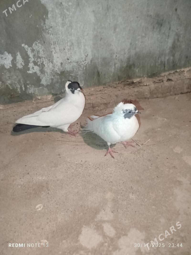 Kelderi - Baýramaly - img 3