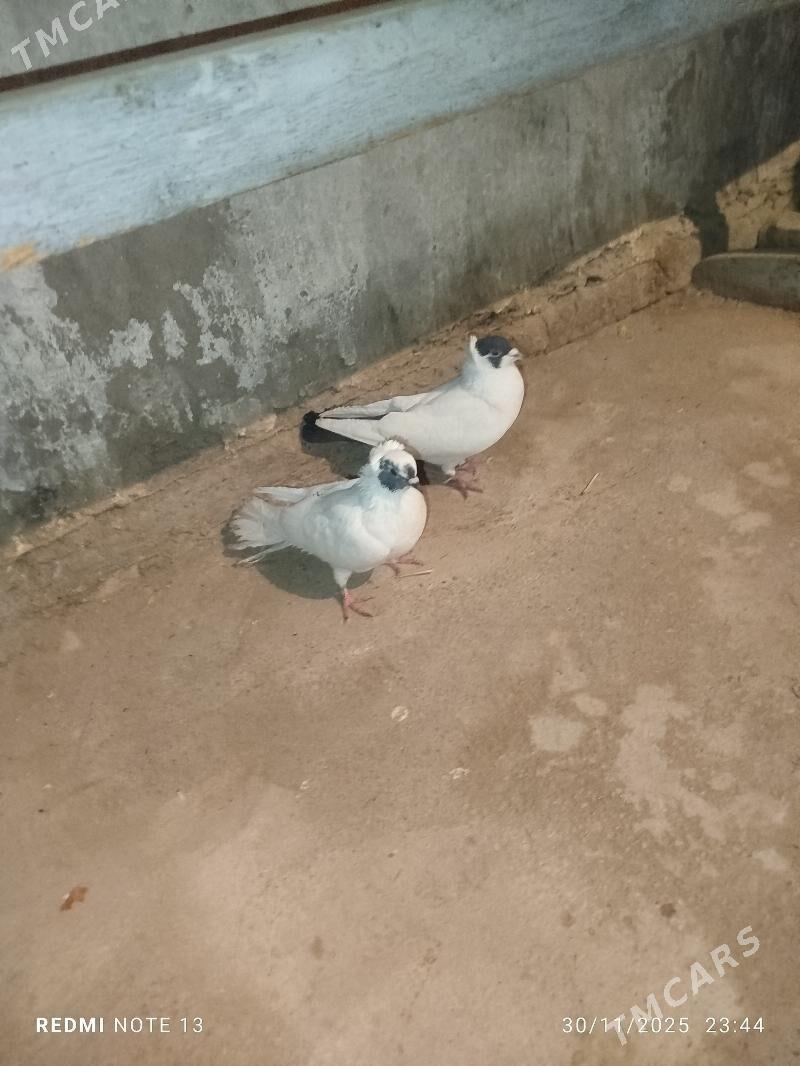 Kelderi - Baýramaly - img 7