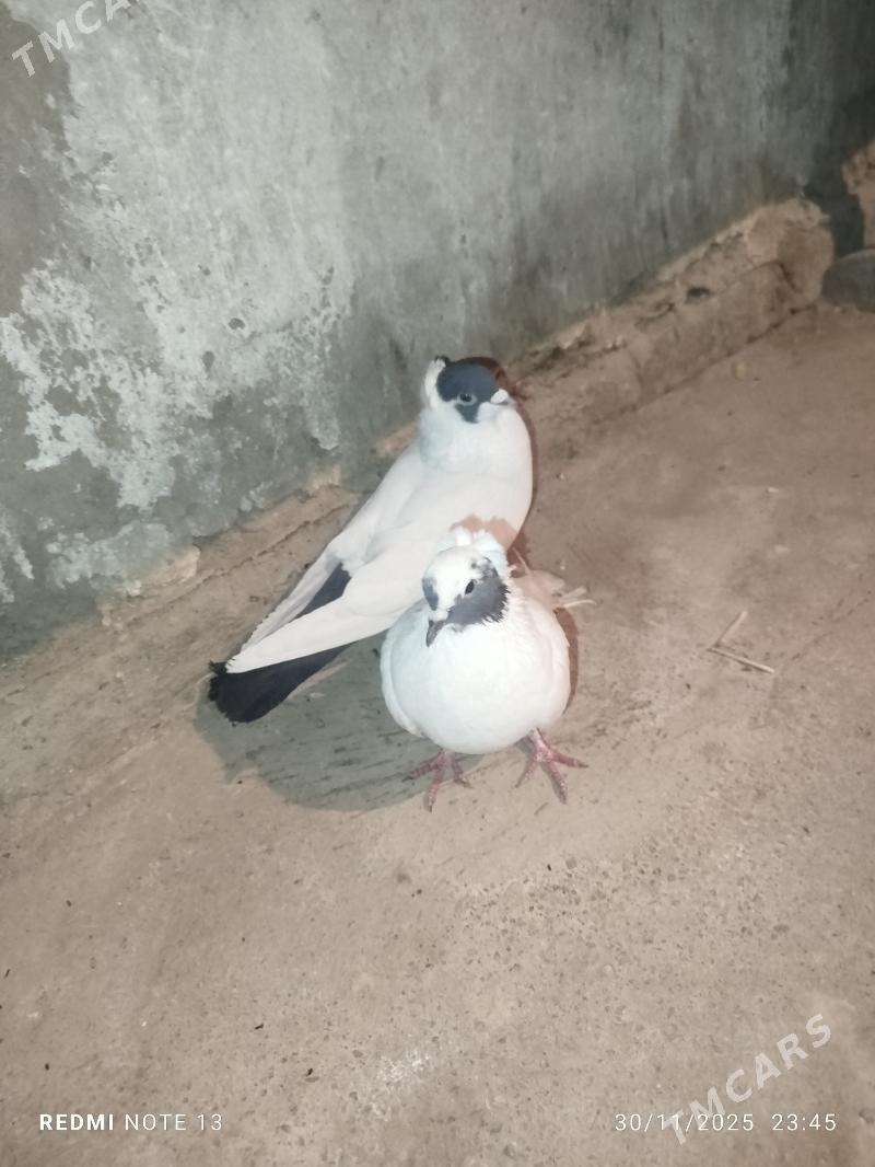 Kelderi - Baýramaly - img 2