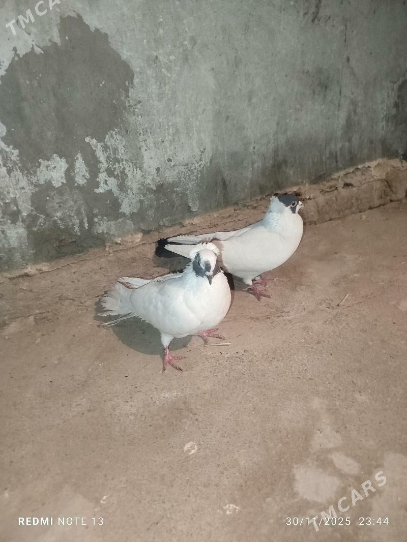 Kelderi - Baýramaly - img 4