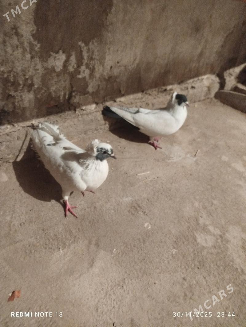 Kelderi - Baýramaly - img 8