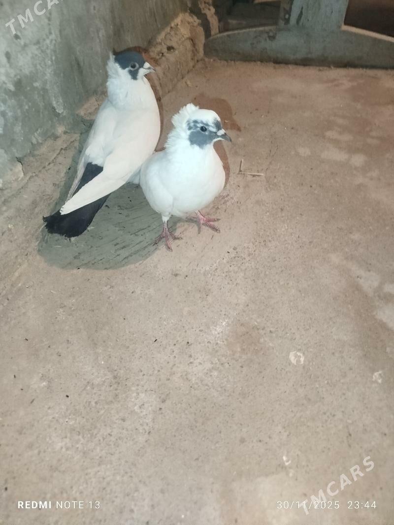 Kelderi - Baýramaly - img 1