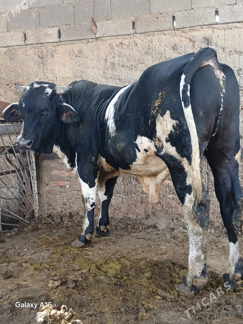 okuz - Ашхабад - img 1