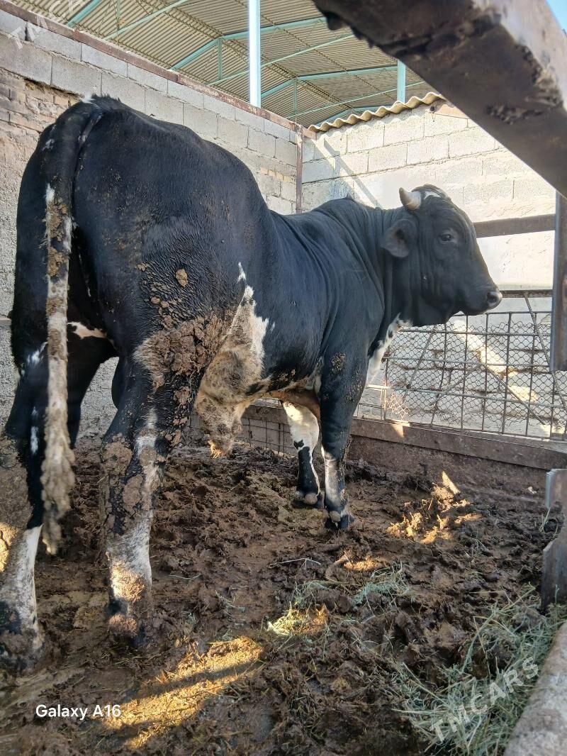 okuz - Ашхабад - img 2