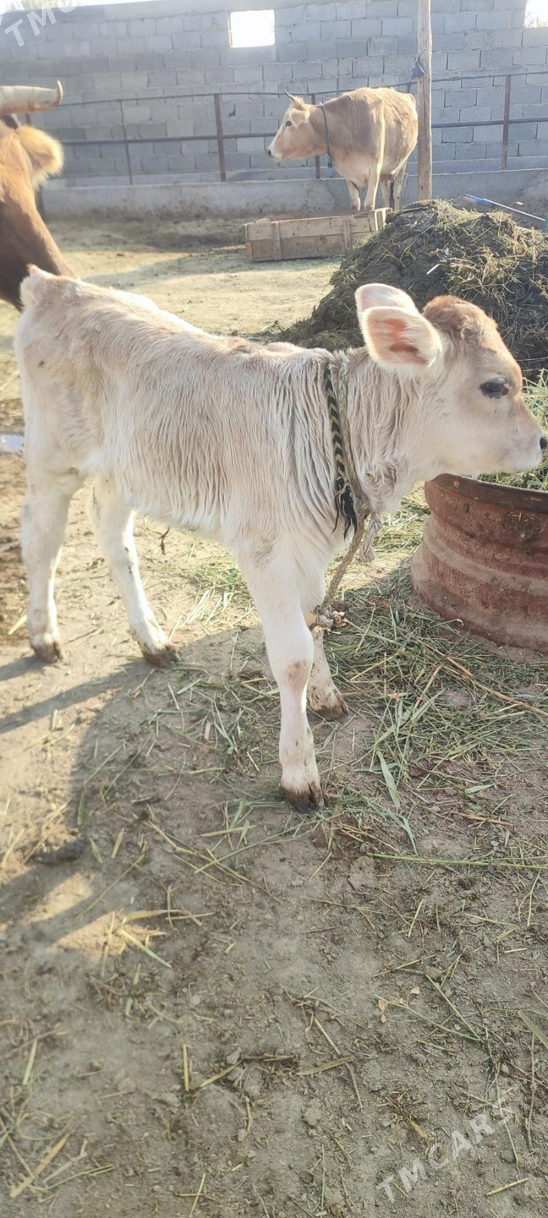 goleli sigir - Bäherden - img 2