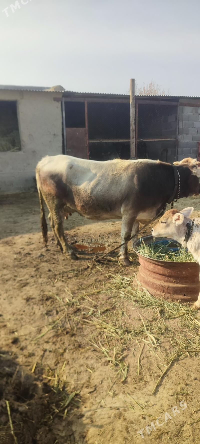 goleli sigir - Bäherden - img 4