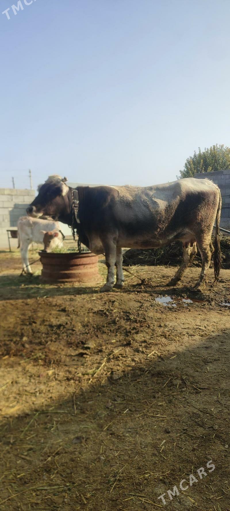 goleli sigir - Bäherden - img 3