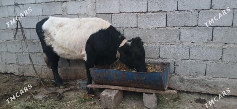 gole okuz - Büzmeýin - img 1