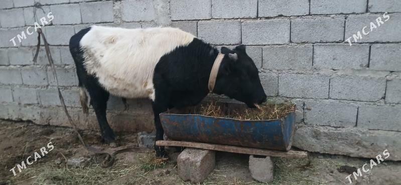 gole okuz - Büzmeýin - img 2