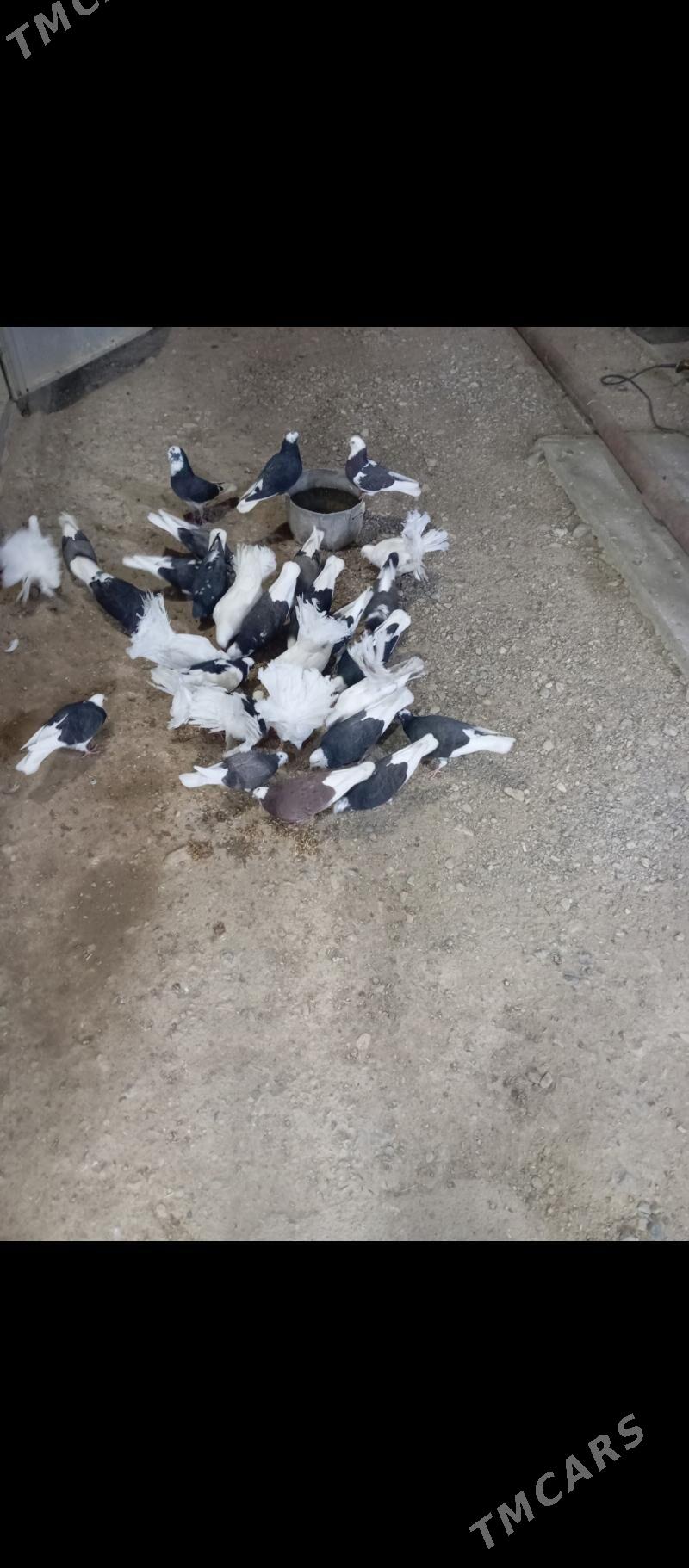 kepderi pawlin - Gyzylarbat - img 1