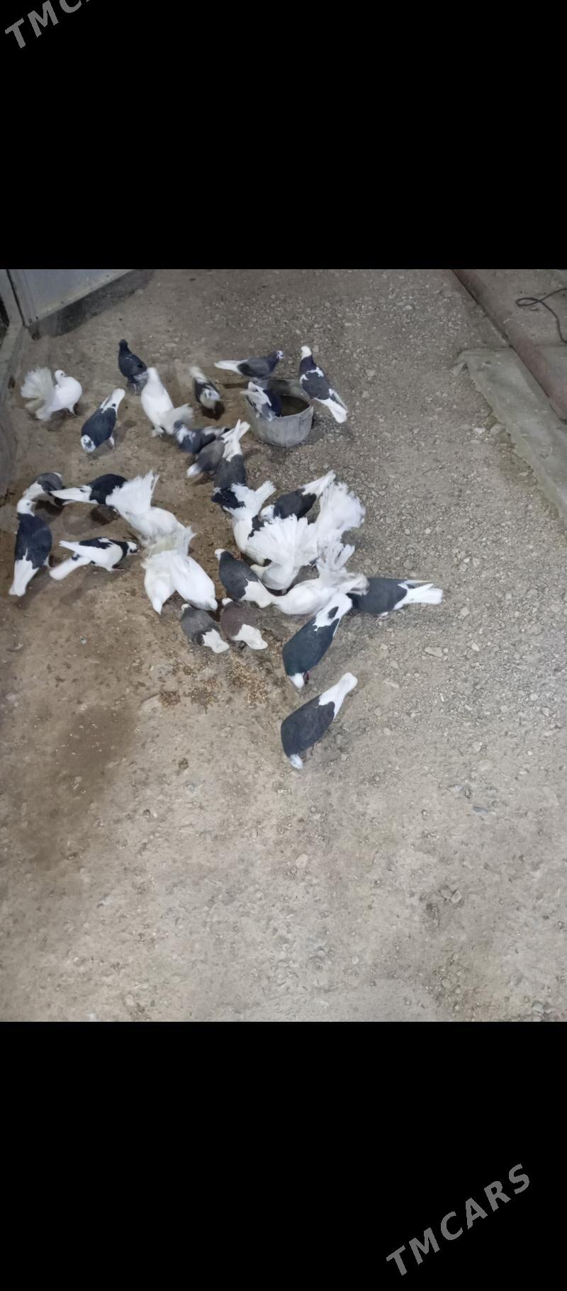 kepderi pawlin - Gyzylarbat - img 2