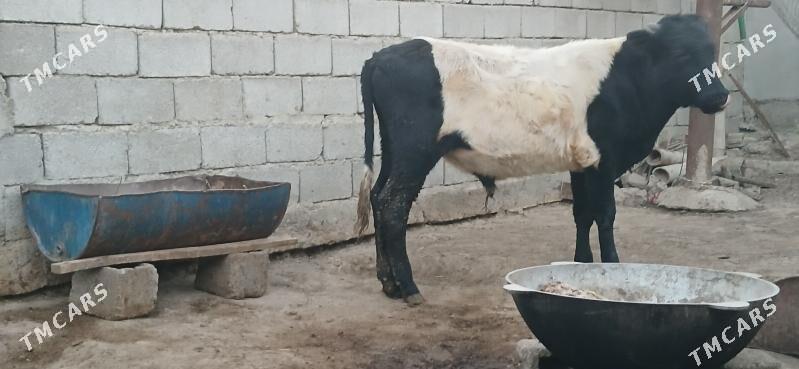 gole okuz - Büzmeýin - img 3